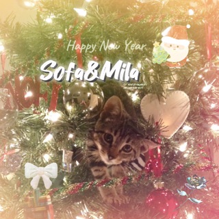 𝙎𝙤𝙛𝙖&𝙈𝙞𝙡𝙖||☃️🎄🎀