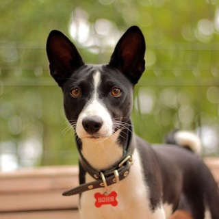 SonBondog