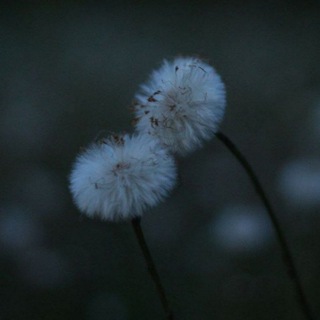 Spectrum of Moments