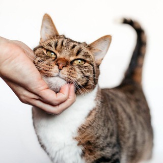 Sparkme_cats