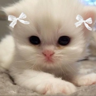 free kitten