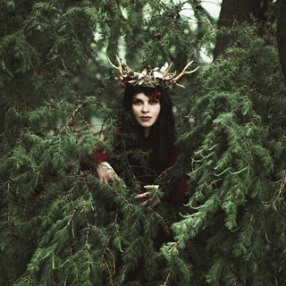 Stump hunter