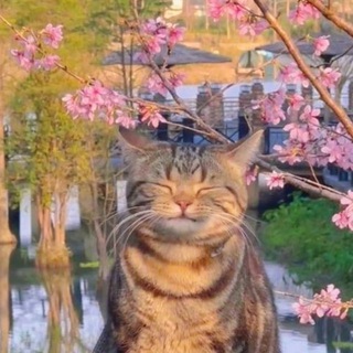 Котяч