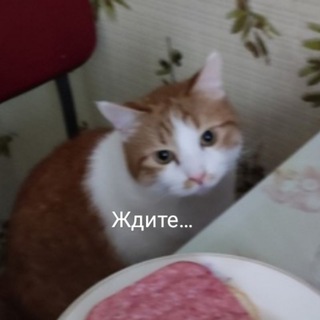 фиш на каждый день