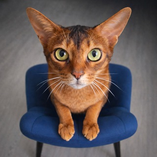 Кот Тидус