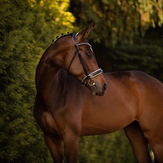 Horses for Sale