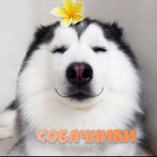 Собачники Тимирязевский и САО (чат)