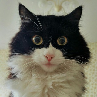 Vasilisa the Cat