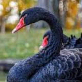 Вестник черных лебедей