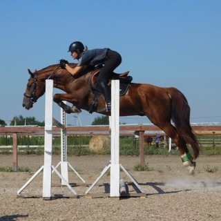 Viken_horses