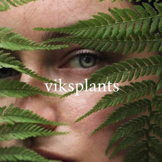 vikslife