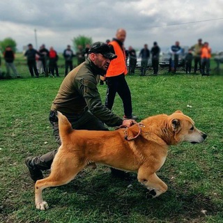 Волкодавы спорт