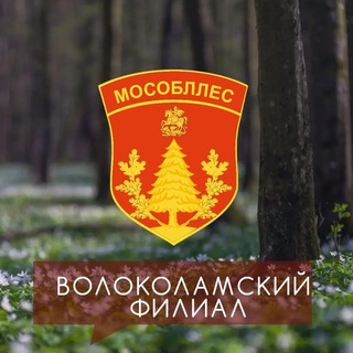 Волоколамское лесничество
