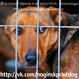 Сообщество волонтёров Ногинского приюта 🐕