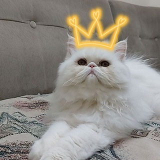 Wendy's cats
