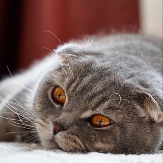 william_catt