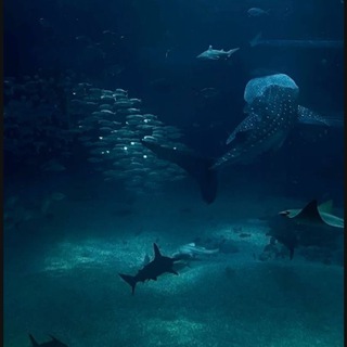 Записки химбио🦈