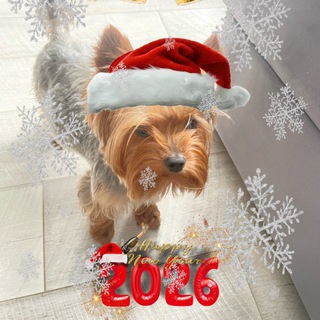 York_Shelby