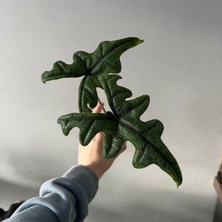 Yulia’s plants