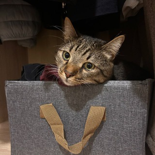 🐾 ЗалипаемНаКотов