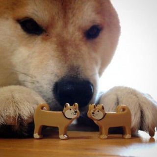 В гостях у ЗЕРА 🐶