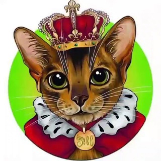 Зевс и Рекс на связи 🐈