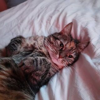 zhuLOVEski