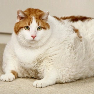 Жирный кот
